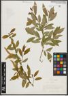 Foto von Salix triandra L.